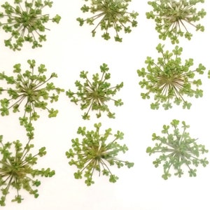 12 piezas de flores secas VERDES para la fabricación de resina, joyería, fabricación, RELLENO DE RESINA