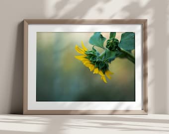 Sunflower with Green Background Art - 5x7, 8x10, or 11x14 inch Print