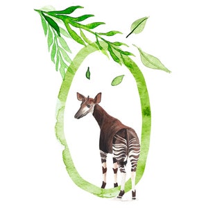 ABC Karte O wie Okapi, Buchstaben ABC, ABC Karten