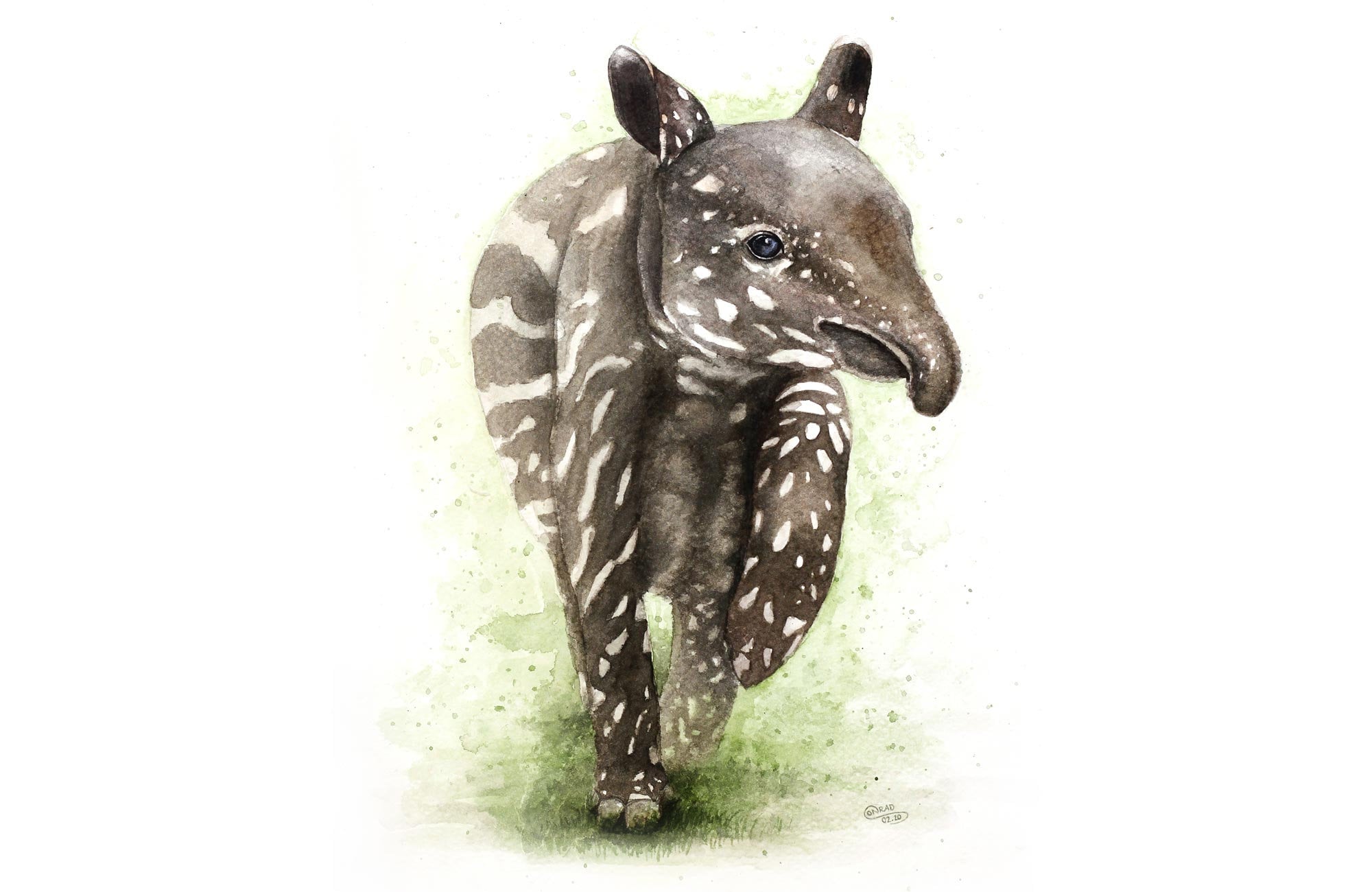Tapir Poster Tapir Tapier Baby Animal Poster - Etsy Tapir Poster Tapir Tapier Baby Animal Poster - Etsy