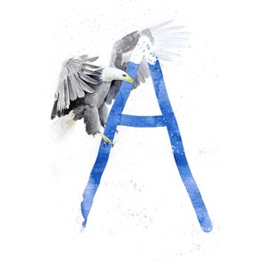 Könnte beinhalten: Eine Aquarell-Illustration des Buchstabens A in Blau mit einem Weißkopfseeadler, der davor fliegt. Der Adler blickt nach links und hat seine Flügel ausgebreitet. Der Hintergrund ist weiß mit blauen Aquarellspritzer.