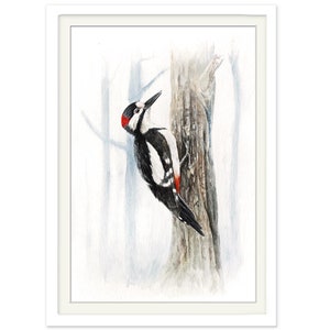Poster Buntspecht, Aquarell, Druck, Specht