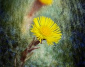 Set of Three Photo Art Prints - Yellow Floral Art Signed and Numbered by Artist - Series of Flowers in Photographic Art - Coltsfoot