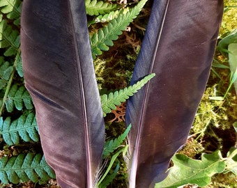Plumas de cuervo, cuervo carroñero, magia, brujería, bruja del bosque, magia verde, naturaleza