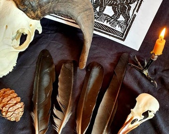 Raven feathers, magic, Witchcraft, traditional Witchcraft