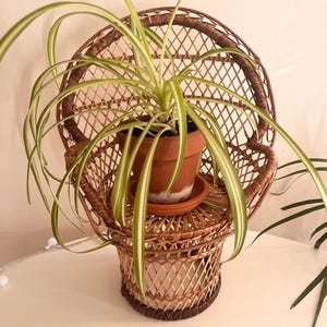 May include: A spider plant in a terracotta pot sits on a small, woven wicker chair. The plant has long, green and white striped leaves. The chair is brown and has a round back.