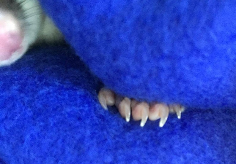 Sugar Glider Nail Trimming Kit - Etsy