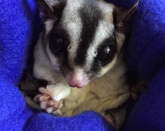 Sugar Glider Nail Trimming Kit