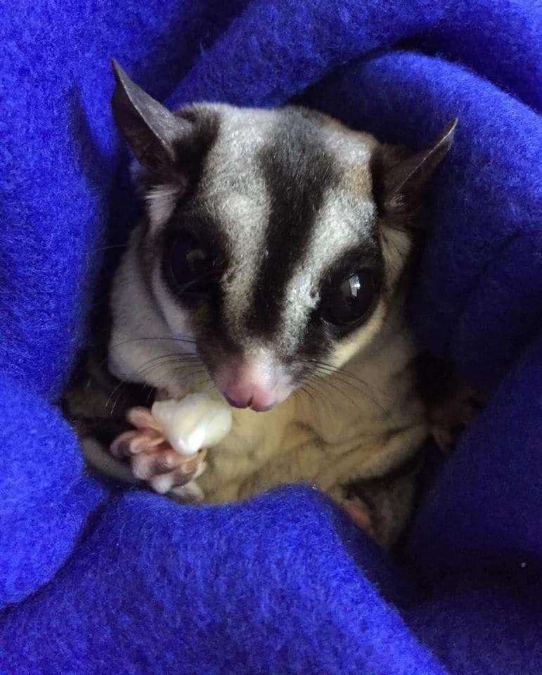 Sugar Glider Nail Trimming Kit