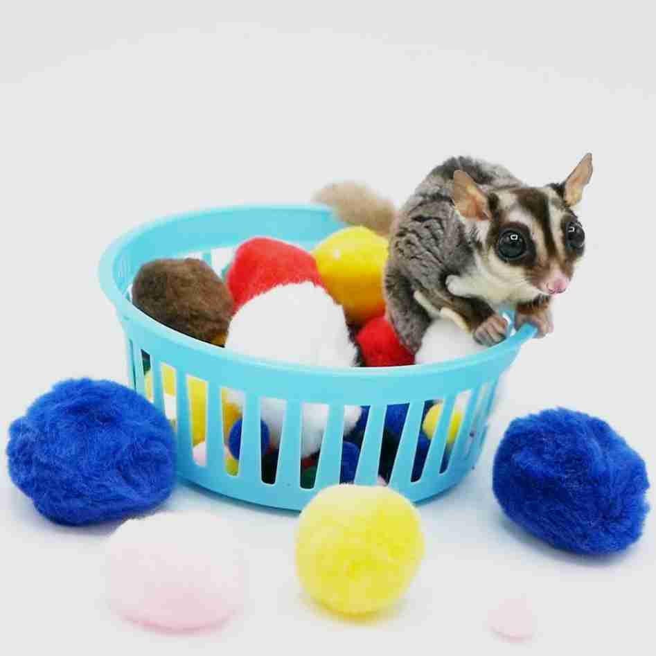Sugar glider toys deals