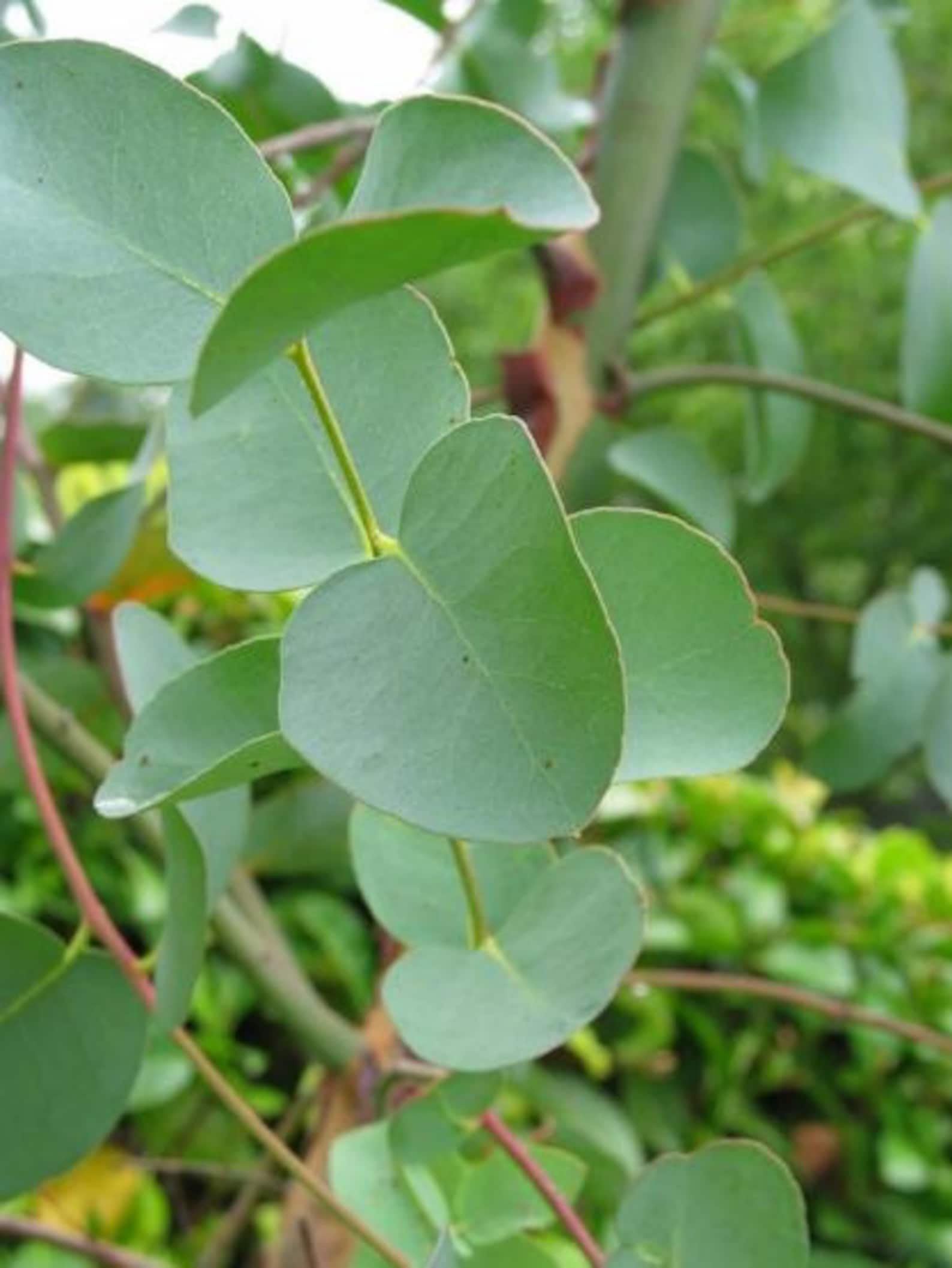 5 Pounds Fresh Eucalyptus Leaves Organic Eucalyptus Sugar Etsy