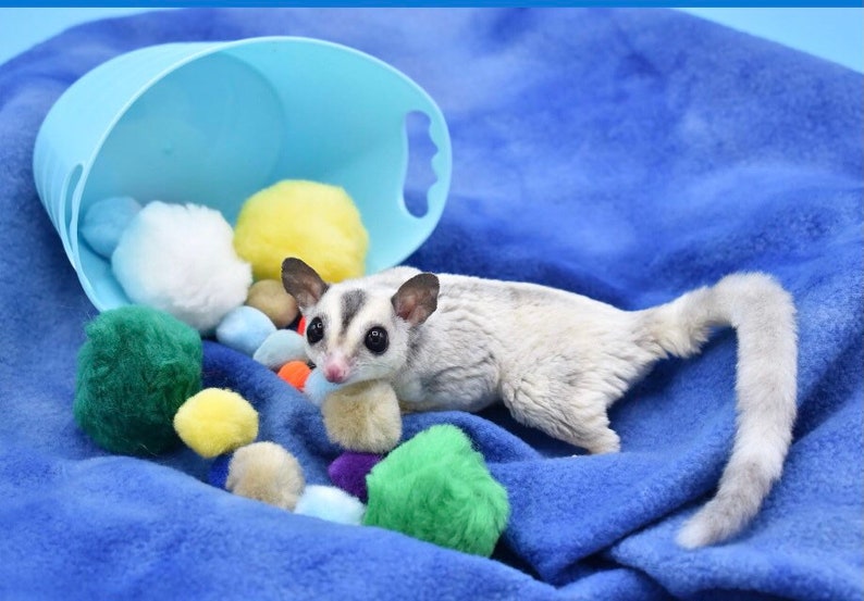 Sugar Glider Ball Pit Sugar Bear Toy Pocket Pet Toy Bird Etsy