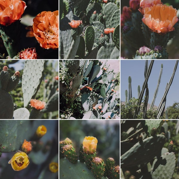 Vibrant Cactus & Flower Stock Photos: Social Media-Ready Dimensions, Commercial Use JPG, download now 10 original image