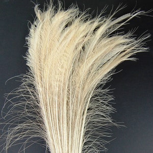 Bleached White Peacock Swords 15-20” in Length for Halloween Costume Craft Design Theater Mardi-Gras Home Decor Wedding Centerpiece