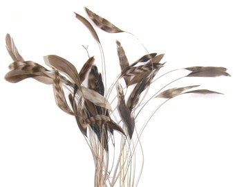 25 pcs Striped Burnt COQUE Feathers - NATURAL CHINCHILLA (8"-10" In Height)