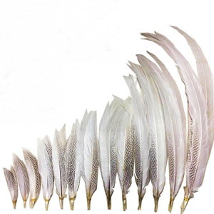 Natural SILVER Pheasant Tail Feathers 4&quot;-30&quot; Various Sizes for Halloween Costume Craft Hats Bridal Home Decor