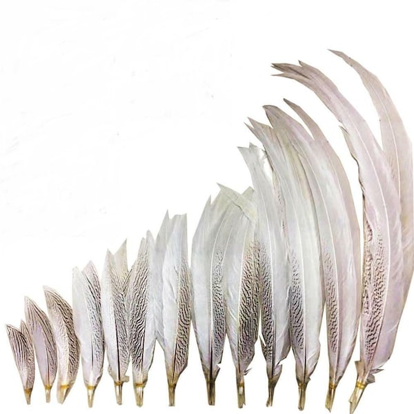 Natural SILVER Pheasant Tail Feathers 4"-30" Various Sizes for Halloween Costume Craft Hats Bridal Home Decor