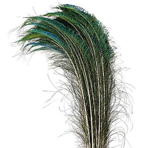 50 Pcs PEACOCK SWORDS Natural Feathers 25-30" in Length