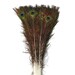 see more listings in the Peacock Feathers section