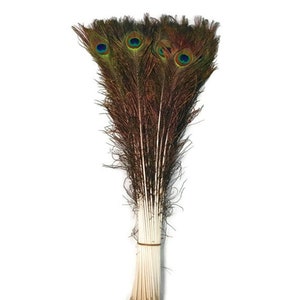 May include: A bunch of brown peacock feathers with iridescent blue and green eyespots. The feathers are tied together at the base with a white string.