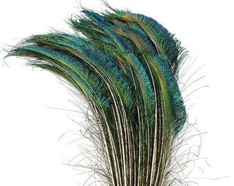 25 Pcs PEACOCK SWORDS Natural Feathers 15-20" in Length