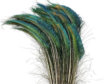 100 Pcs PEACOCK SWORDS Natural Feathers 15-20" in Length