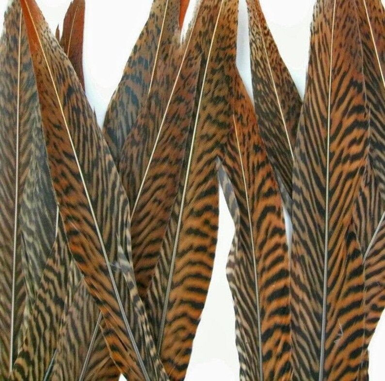 1 GOLDEN Natural Pheasant Feathers 20-30