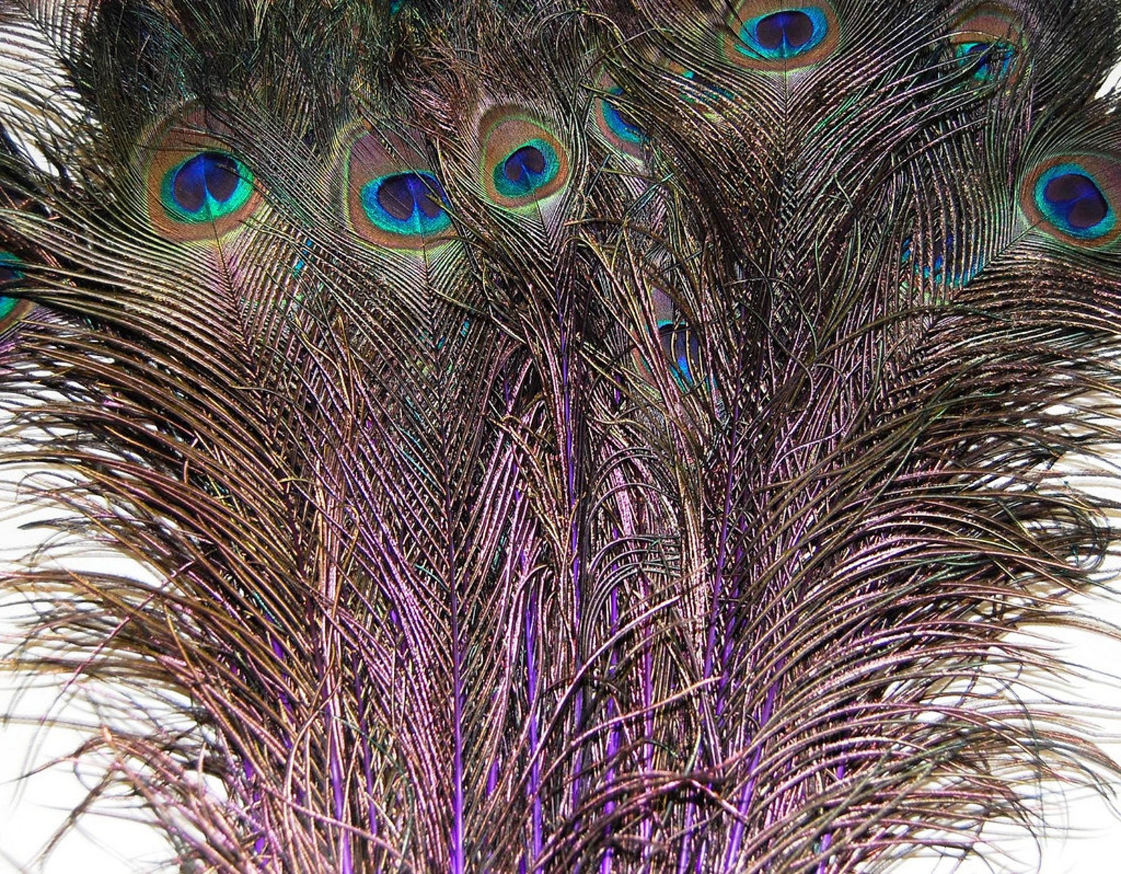 25 Pcs Dyed PEACOCK Feathers 3540 PURPLE Etsy