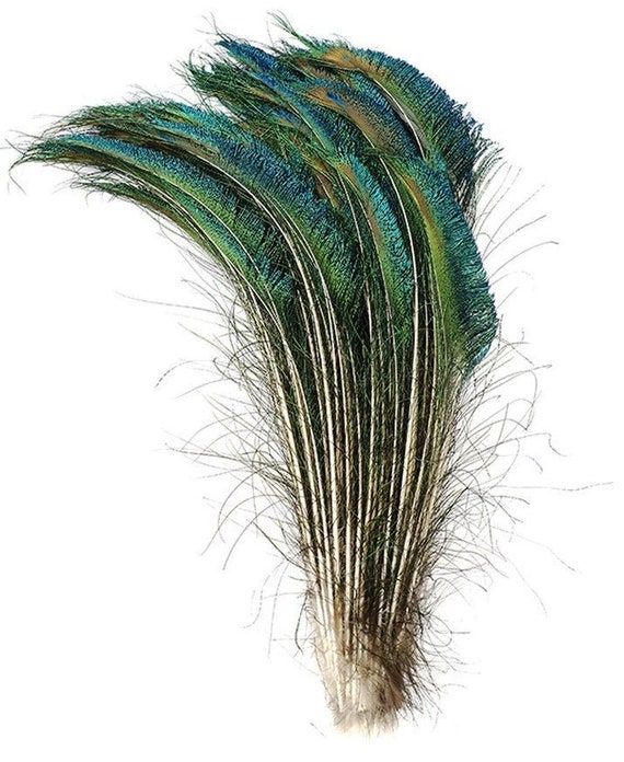 Craft//Halloween//Bridal//Halloween 75 Pcs PEACOCK SWORDS Natural Feathers10-12/"