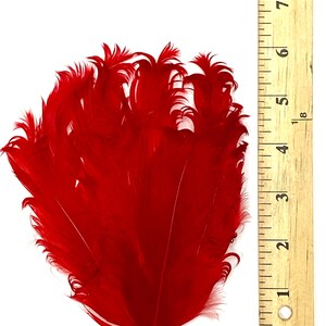 May include: A bunch of bright red ostrich feathers, approximately 6 inches long, displayed against a white background with a ruler for scale.  The feathers are soft and fluffy, with a natural curl.