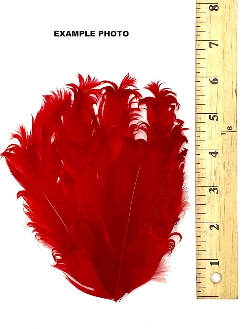 May include: A bunch of bright red ostrich feathers, approximately 6 inches long, displayed against a white background with a ruler for scale.  The feathers are soft and fluffy, with a natural curl.