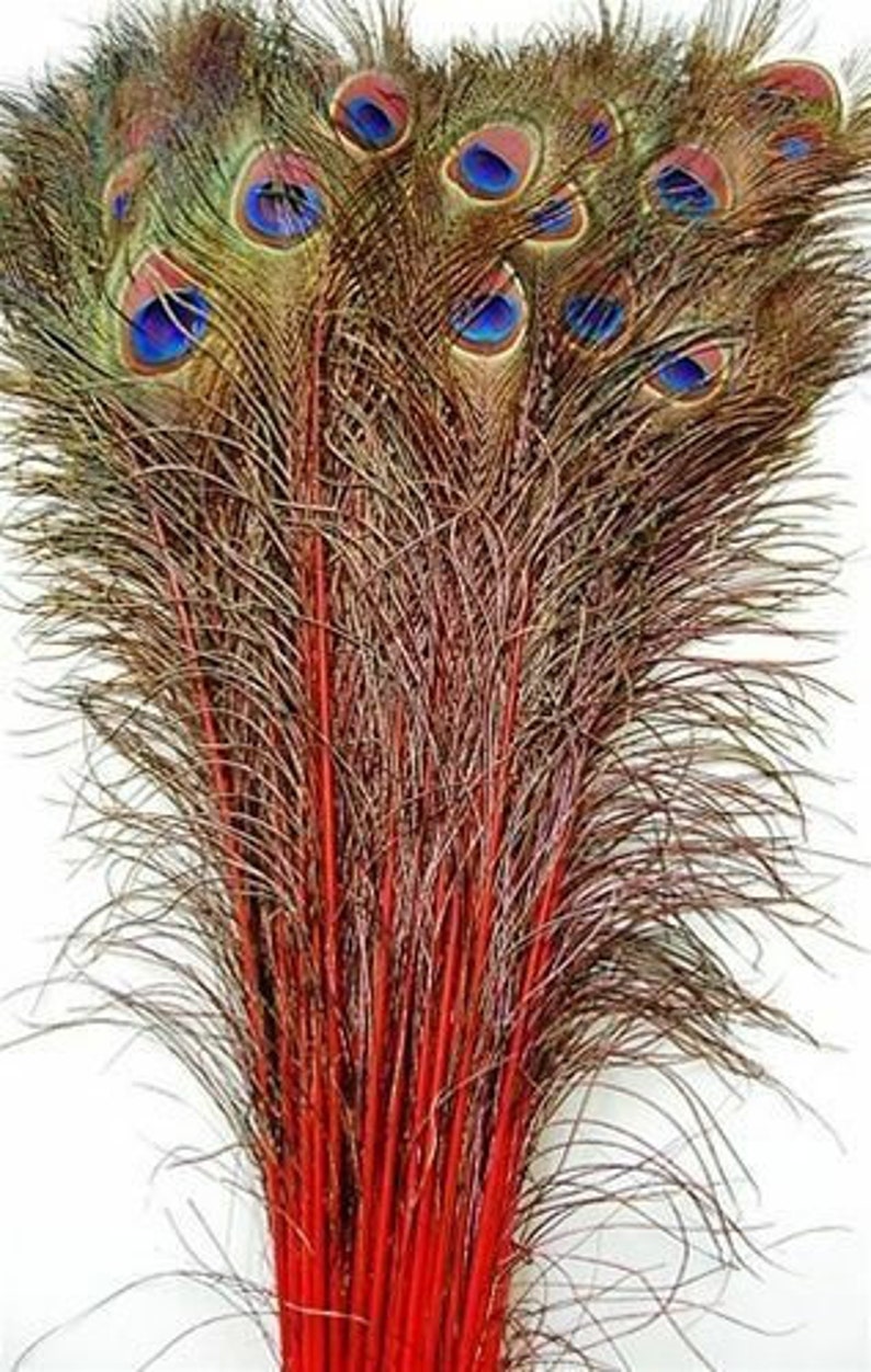 May include: A bunch of red peacock feathers with blue eyespots. The feathers are arranged in a fan shape, with the tips of the feathers pointing outwards.