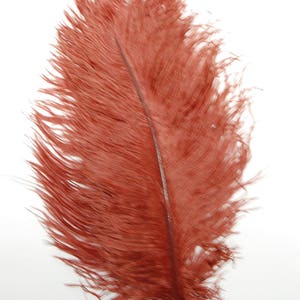 May include: A single, long, rust-colored ostrich feather with a thin, dark brown quill.