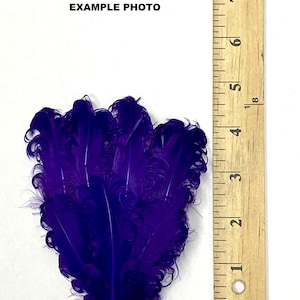 May include: A bunch of purple ostrich feathers, approximately 3 inches long, next to a ruler.