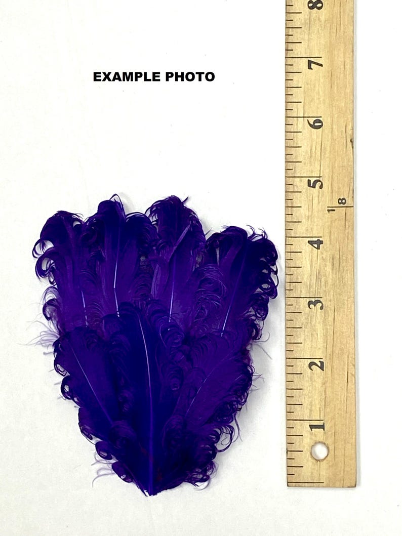 May include: A bunch of purple ostrich feathers, approximately 3 inches long, next to a ruler.
