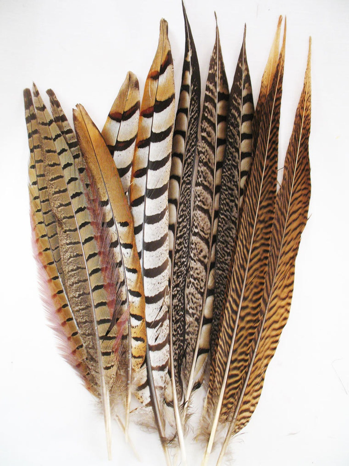 MIXED Natural Pheasant Feathers 12 24 Ringneck reeves golden amherst 