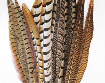 MIXED Natural Pheasant Feathers 12"-24" Ringneck/Reeves/Golden/Amherst for Craft Halloween Costume Theater Home Deisgn DIY