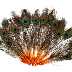 Dyed Orange MINI PEACOCK Feathers 4&quot;-10&quot; for Craft/Millinery/Halloween/Bridal/DIY