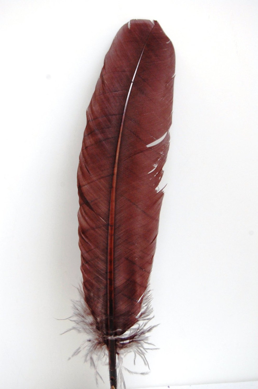 5 Pcs Turkey Quills BROWN Feathers - Etsy