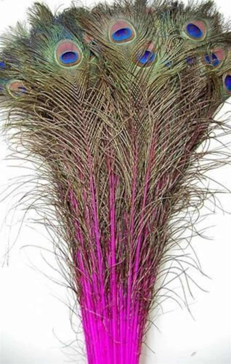 May include: A bunch of peacock feathers with pink dyed tips. The feathers are arranged in a fan shape, with the tips of the feathers pointing outwards.