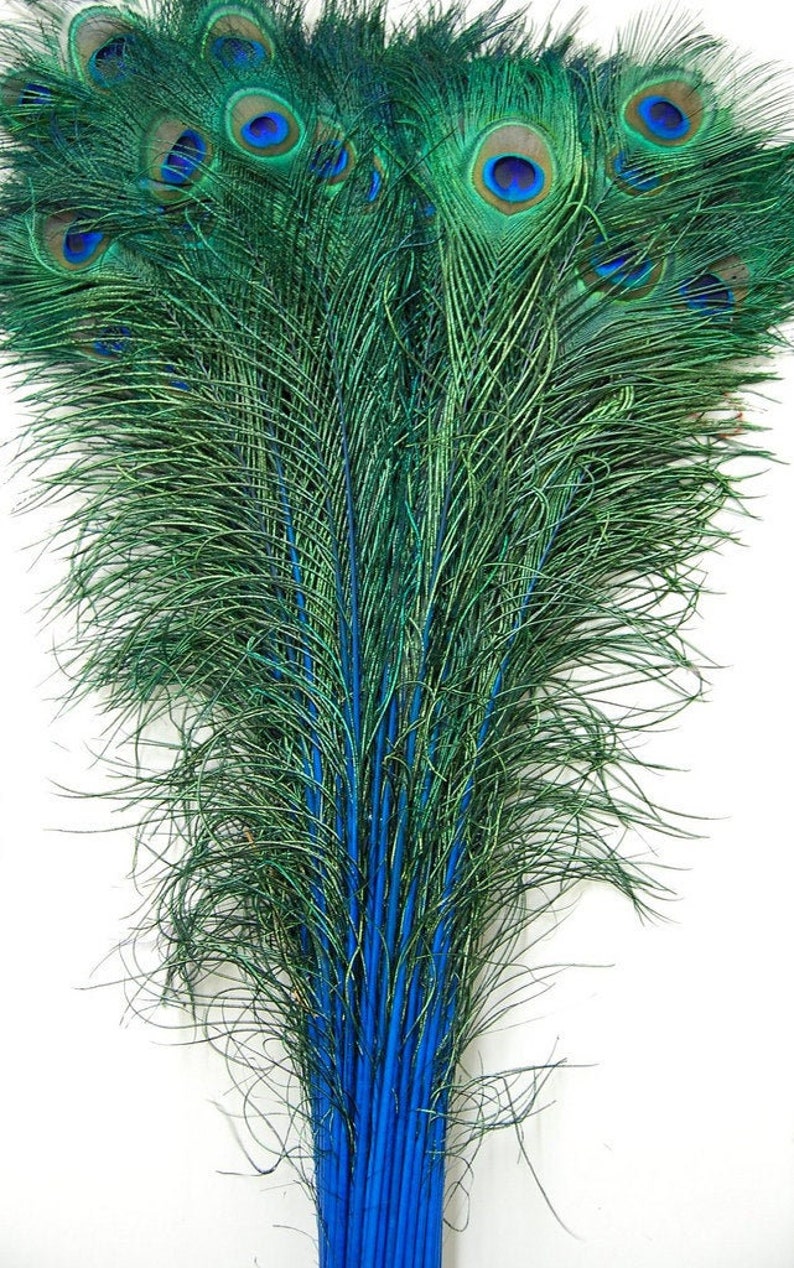 ROYAL BLUE Dyed PEACOCK Feathers 4045 for Costume Halloween Home Decor Vases Bridal Wedding Centerpieces Craft image 2