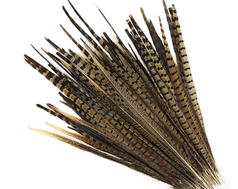 100 Pcs ENGLISH RINGNECK PHEASANT Natural Feathers 6-8" Halloween/Bridal/Costume 100 Pcs ENGLISH RINGNECK PHEASANT Natural Feathers 6-8" Halloween/Bridal/Costume