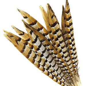 May include: A bunch of pheasant tail feathers with brown and white stripes. The feathers are arranged in a fan shape.