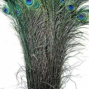 May include: A bunch of peacock feathers with iridescent blue eyespots. The feathers are arranged in a fan shape and have a dark green color.