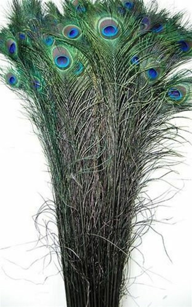 May include: A bunch of peacock feathers with iridescent blue eyespots. The feathers are arranged in a fan shape and have a dark green color.