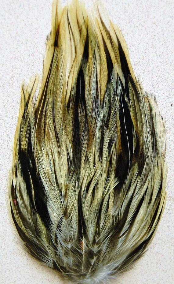 badger-cock-hackle-feathers-caught-by-the-pool-naked-pics