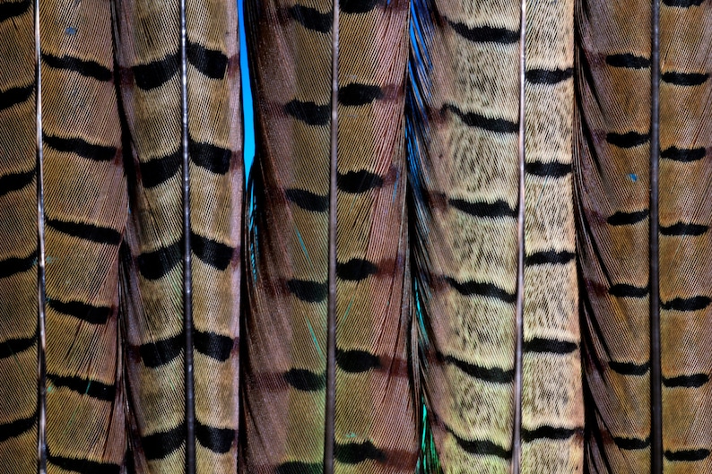 ENGLISH RINGNECK Natural Pheasant Feathers 6-8