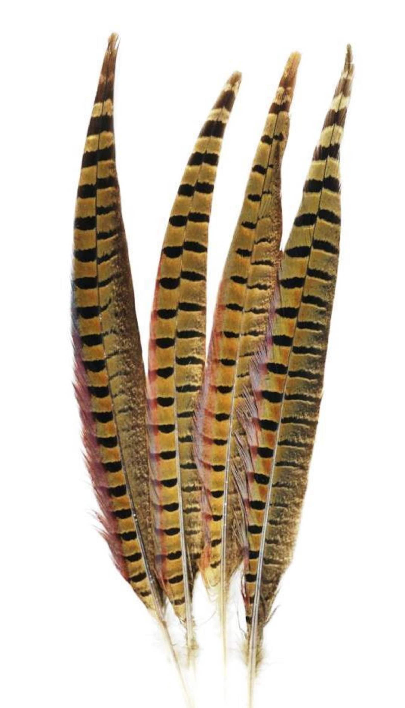 ENGLISH RINGNECK Natural Pheasant Tail Feathers 1026 in Etsy