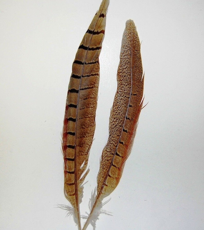 ENGLISH RINGNECK Natural Pheasant Feathers 6-8