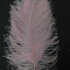 LIGHT PINK Ostrich Feather Plumes 10&quot;-18&quot; for Centerpieces Craft Home Decor Design DIY